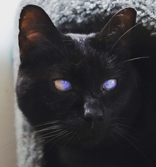 Meet The Stunning Blind And Deaf Cat Who Helped His Mom Heal After She ...
