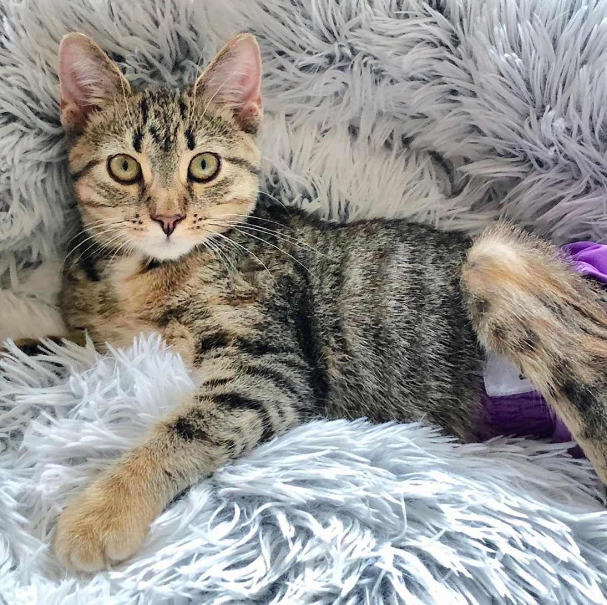 Meet Pj The Adorable And Active Kitten With Paralysis And Incontinence Who Is Searching For Her Forever Home Meow As Fluff