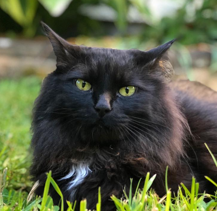 Meet The Stunning Wobbly Cat With Epilepsy Who Loves Going On Road 