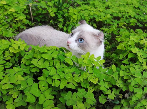 rescue cat with a cleft lip