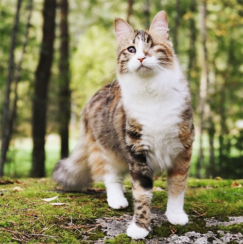 one eyed blind rescue cat