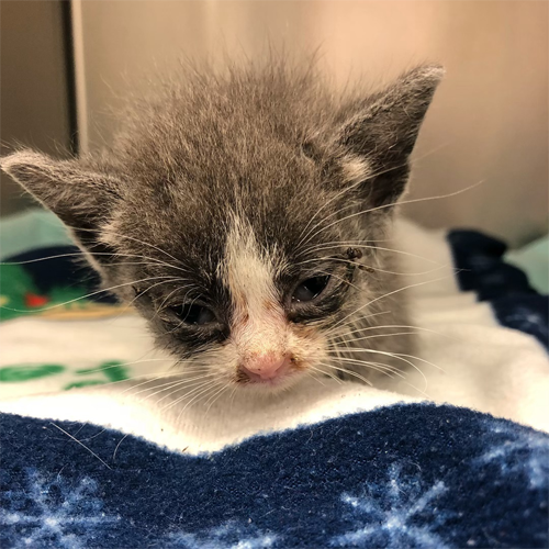 grey and white paralyzed incontinent rescue kitten