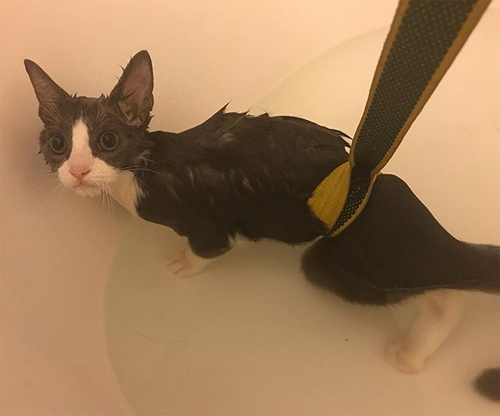 grey and white paralyzed incontinent rescue kitten