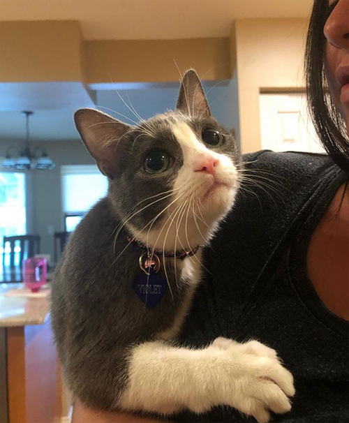 grey and white paralyzed incontinent rescue kitten