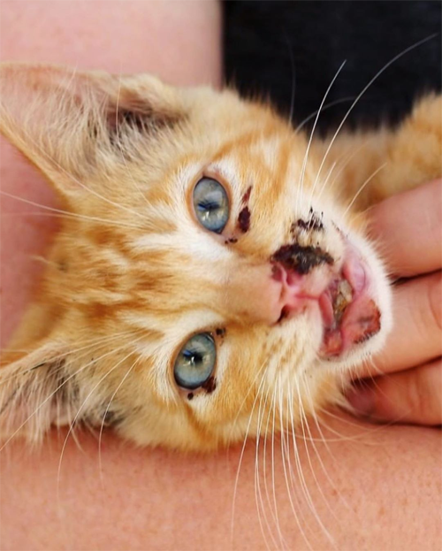 bonded rescue cats in california