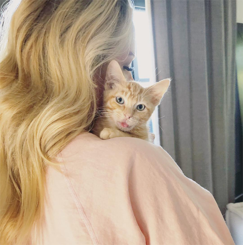 bonded rescue cats in california