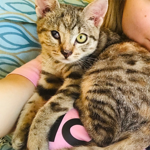 partially blind tabby rescue kitten