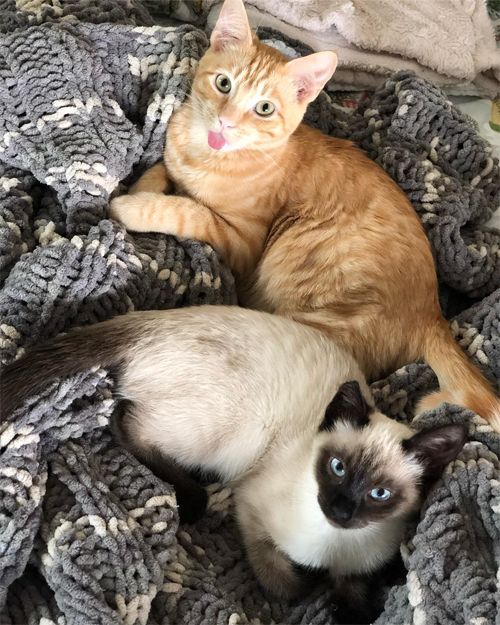 Meet Chester and Bitty, The Adorable Foster Cats Who Are Looking For A ...