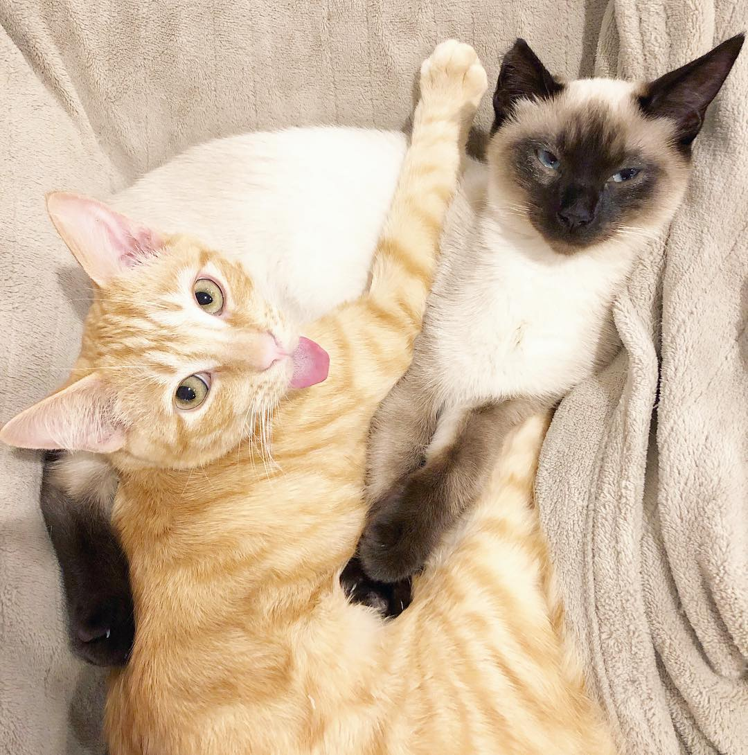 Meet Chester and Bitty, The Adorable Foster Cats Who Are Looking For A