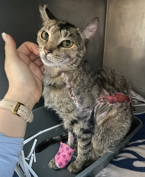 rescue tabby cat who survived severe injuries