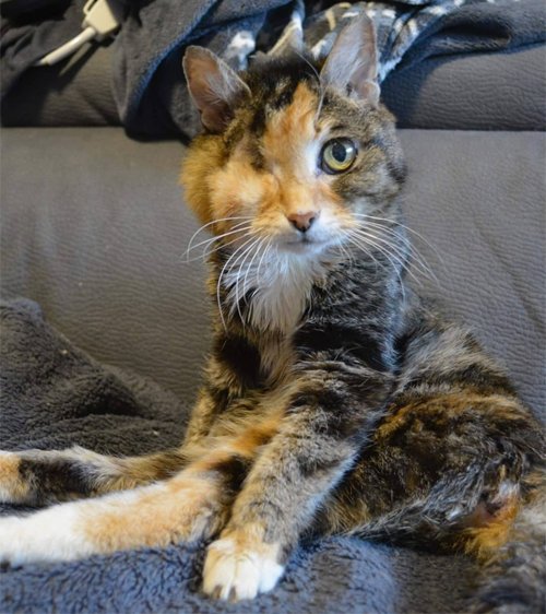 Meet The Stunning Kitten With Cerebellar Hypoplasia Who Found An ...