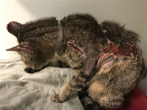 rescue tabby cat who survived severe injuries
