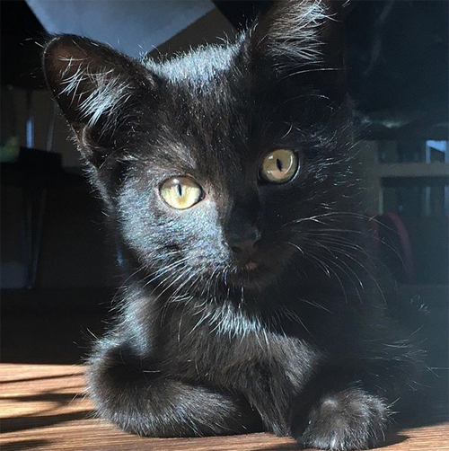 black rescue kitten with hind paralysis and incontinence