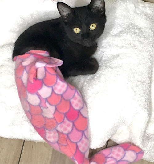 black rescue kitten with hind paralysis and incontinence