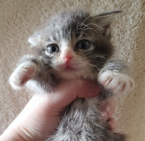 Meet The Tiny Kitten With Dwarfism Who Found The Perfect Home After She ...