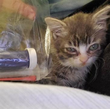 Meet The Tiny Kitten With Dwarfism Who Found The Perfect Home After She ...