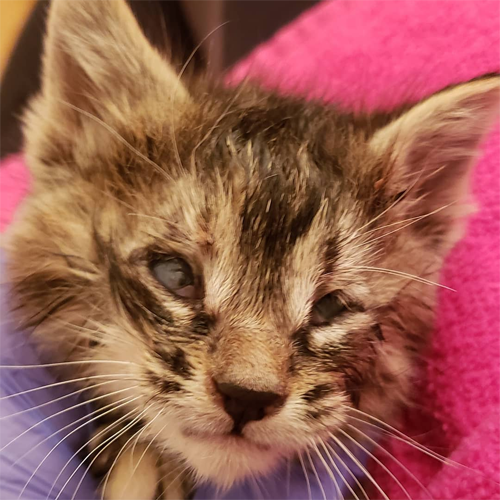 Meet Bourbon The Beautiful Blind Kitten With Eyelid Agenesis Who Is Searching For A Fantastic 6490