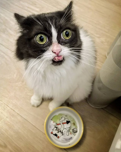 Meet The Handsome Cat With A Severe Underbite Who Found A Family Who