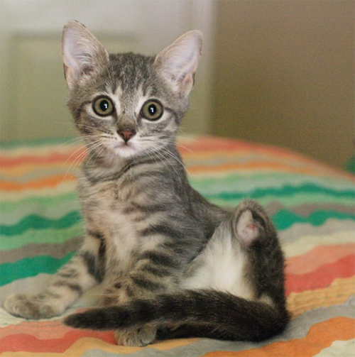 Meet The Stunning Tabby Cat Without Back Feet Who Is Living Life To The ...