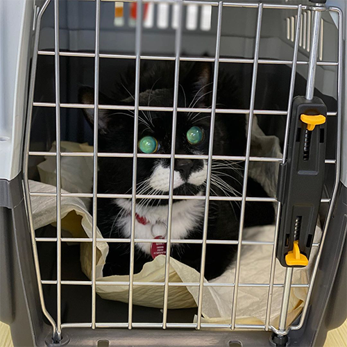 black and white blind senior rescue cat