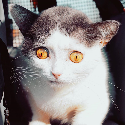 grey and white rescue cat with hydrocephalus