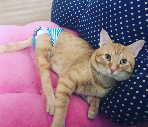 Meet The Handsome Ginger Cat With Paralysis And Incontinence Who Is ...