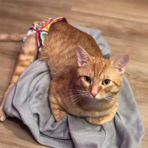 orange rescue cat with incontinence and paralysis