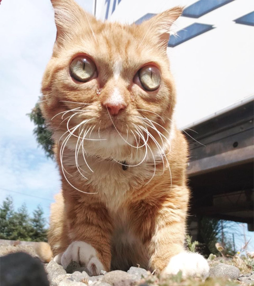 Meet The Adorable Kitty With Dwarfism Who Found An Amazing Home After ...