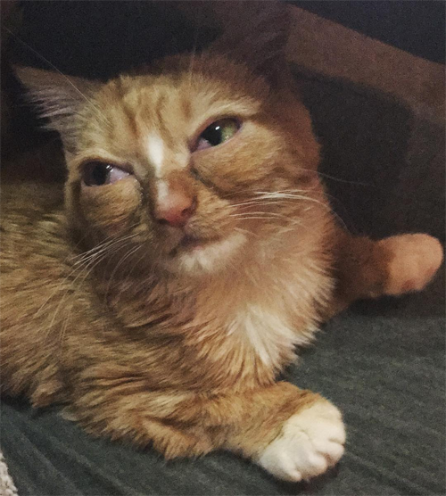 ginger cat with dwarfism