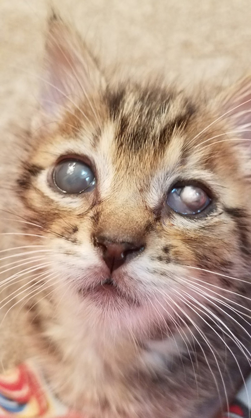 Meet The Stunning And Sweet Blind Kitten Who Lost Her Vision To A Severe Eye Infection But Found 2384