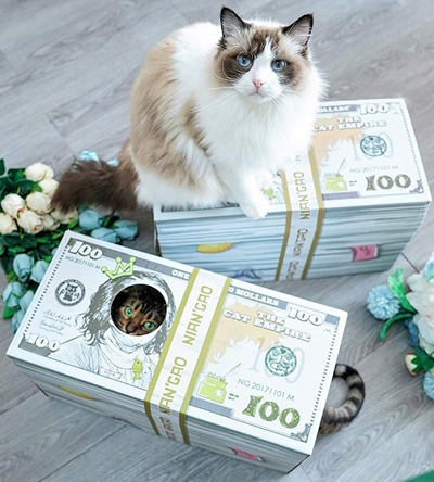 cardboard cat houses