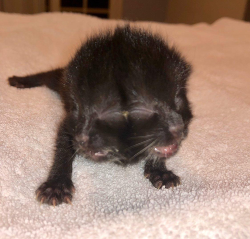 black two-faced cat with diprosopus