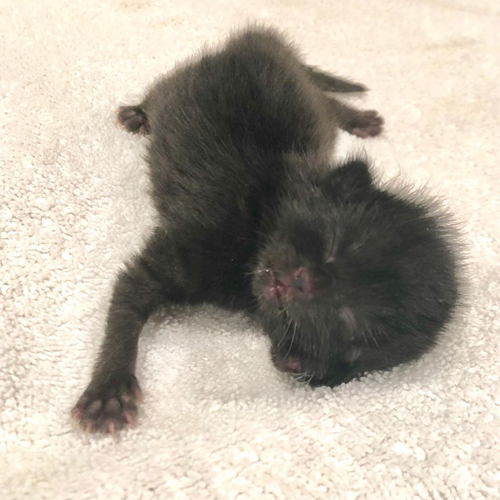 black two-faced cat with diprosopus