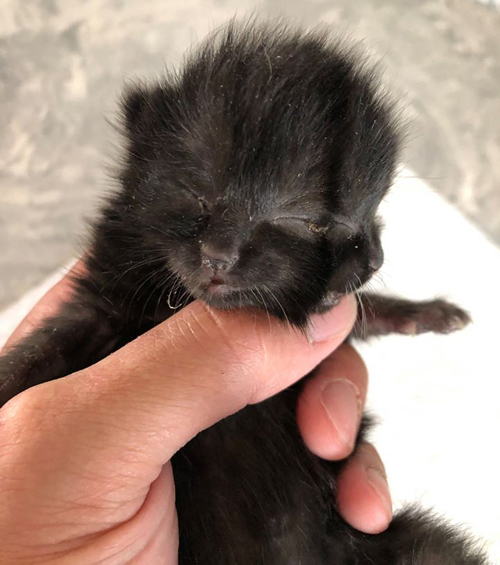 black two-faced cat with diprosopus