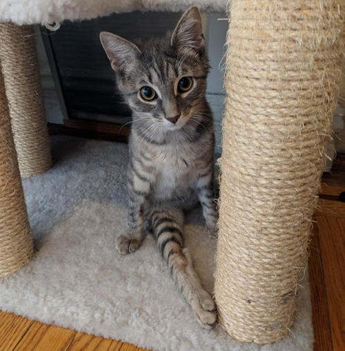three-legged rescue cat
