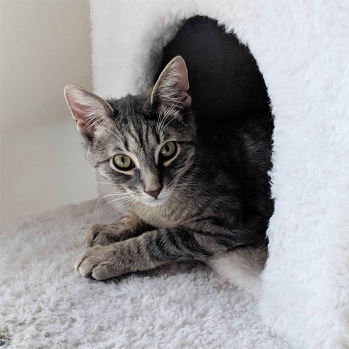 three-legged rescue cat