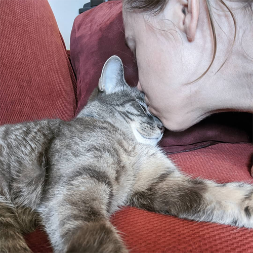 three-legged rescue cat