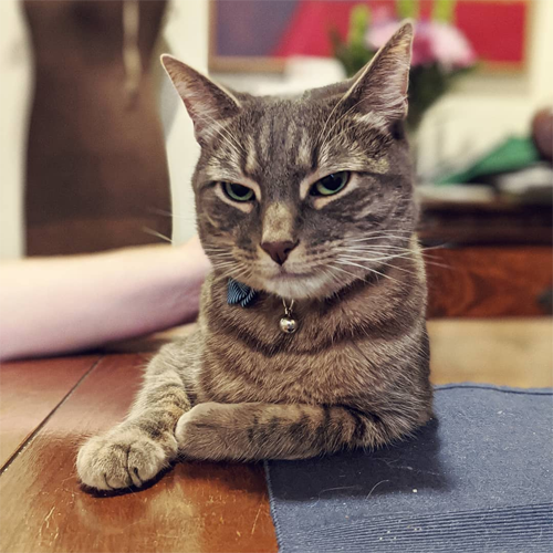 three-legged rescue cat