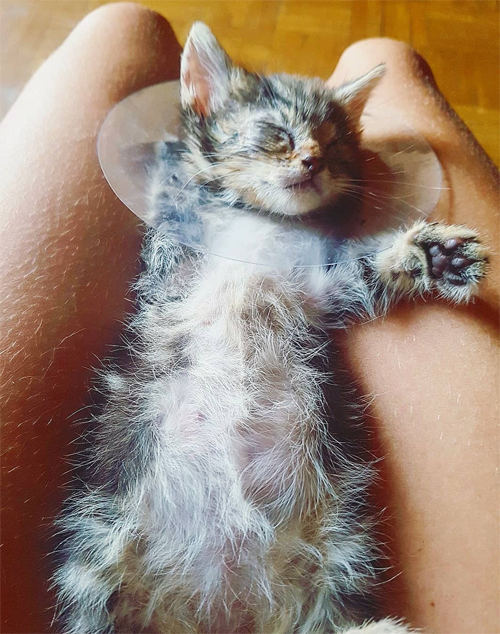 one eyed rescue kitten