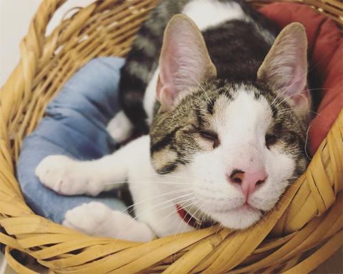 ginger and white blind rescue kitten