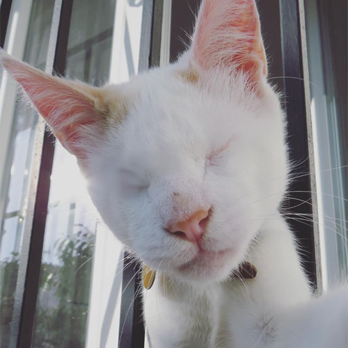 ginger and white blind rescue kitten