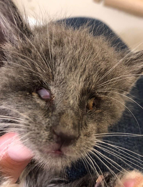 blind rescue cat with anophthalmia