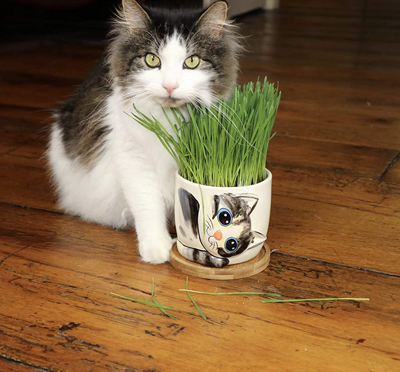 Cat Planters And Plant Pots
