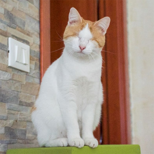 orange and white blind rescue cat