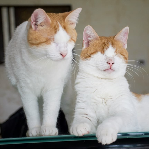 orange and white blind rescue cat