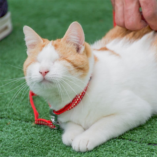 orange and white blind rescue cat