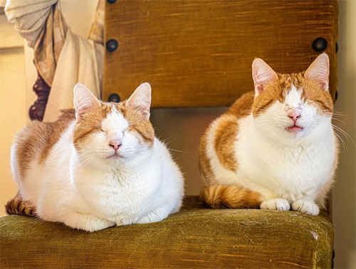 orange and white blind rescue cat