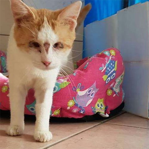 orange and white blind rescue cat