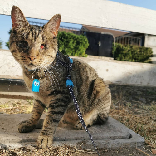 blind rescue tabby kitten from chile