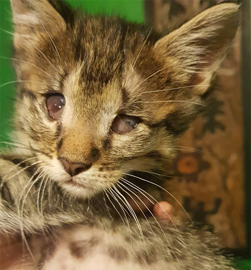 blind rescue tabby kitten from chile